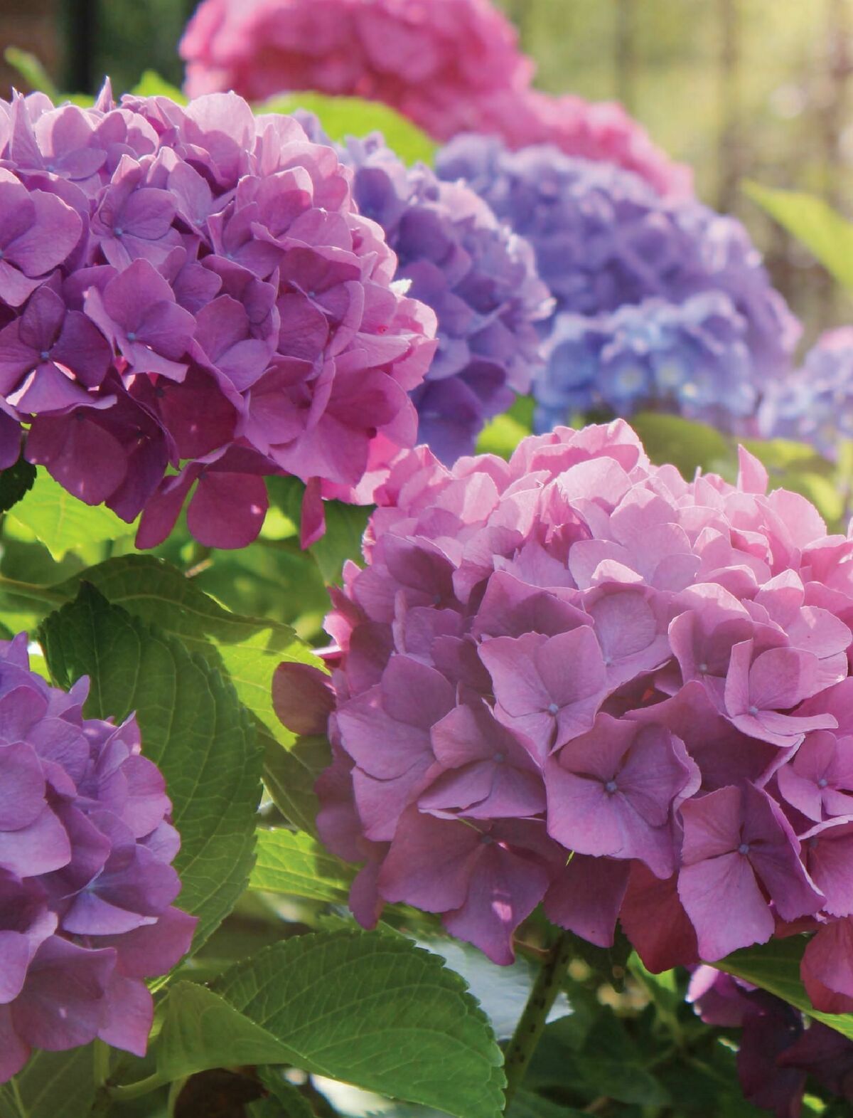 B&Q Outdoor Living Offers from 20 March