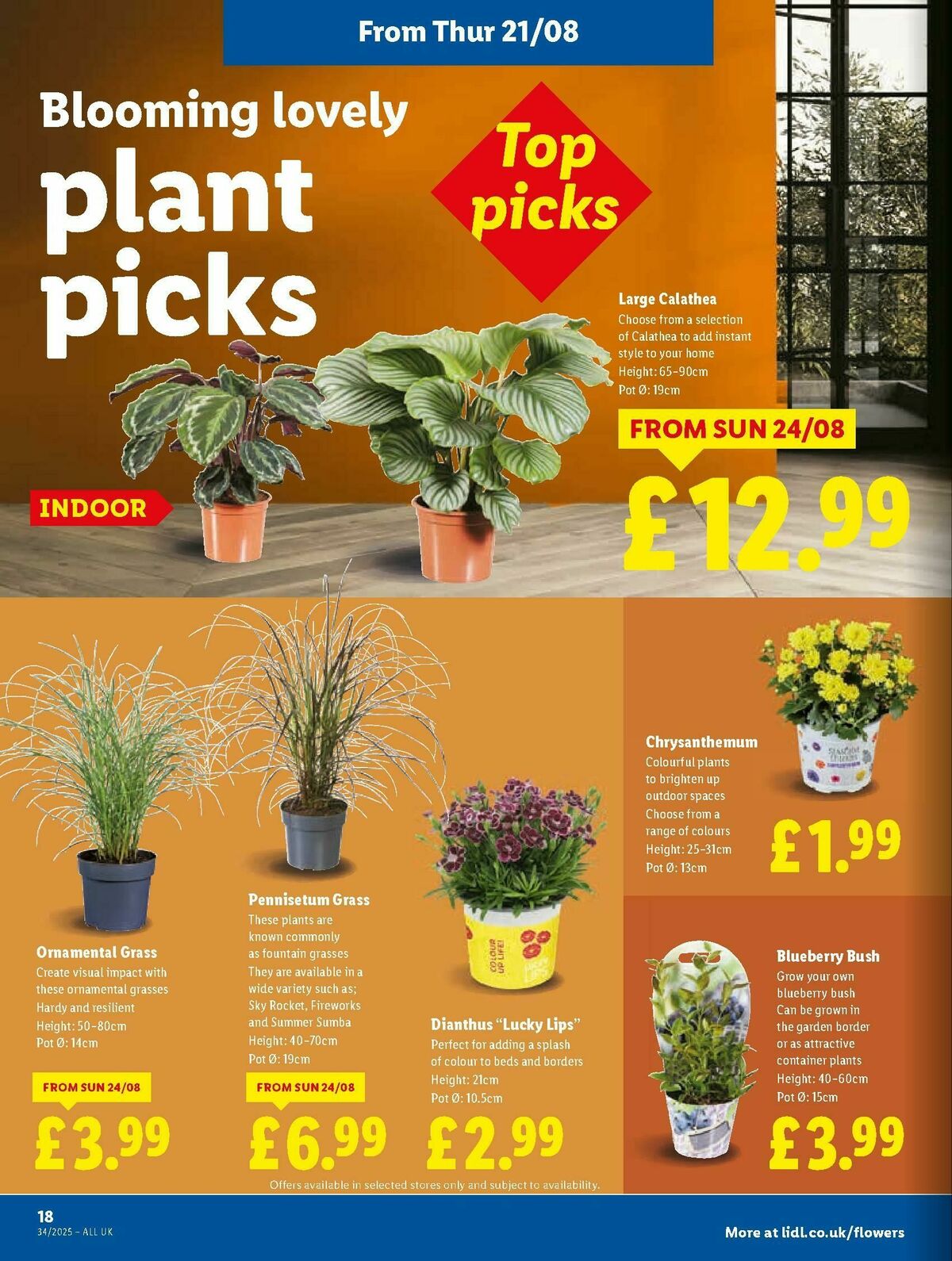 LIDL Wales Offers from 21 August