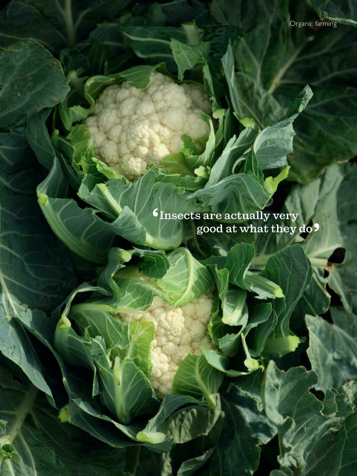 Waitrose Food Magazine October Offers from 1 October